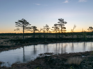 Fototapeta na wymiar beautiful bog landscape at sunrise