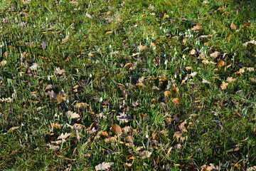 Schneegl&ouml;ckchen auf einer Graswiese im Sonnenlicht
