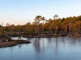 beautiful bog landscape in the morning