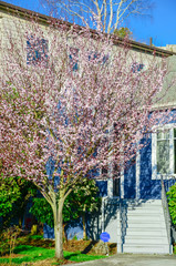 Entrance to blue house with blooming pink cherry flower in suburban Seattle
