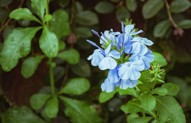 Fleur