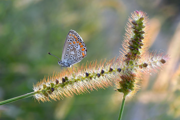 Butterfly on the spikelet