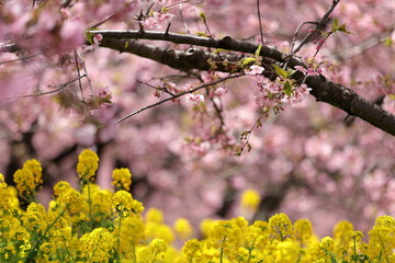 河津桜と菜の花の風景