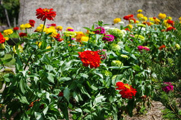 Obraz premium 赤い花