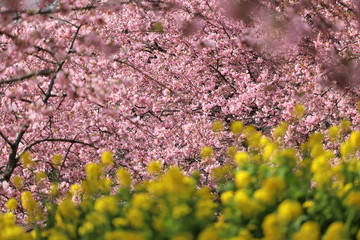 河津桜と菜の花の風景