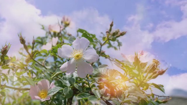 cinemagraph natural background with wild rose flowers on the sky background
