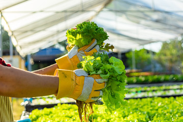 farmer ware agricultural gloves keep vegetable at hydroponic farm and observing growth vegetable...