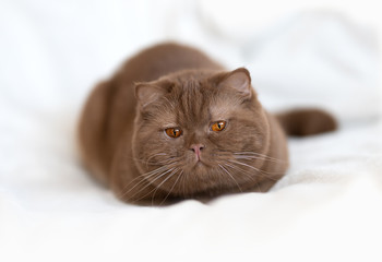 Britisch Kurzhaar Kater in cinnamon sehr imposant und hübsch