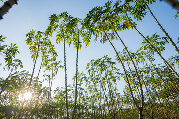 Tapioca farm, potato farm, tapioca plantation growth. farm, and agriculture vegetable concept.