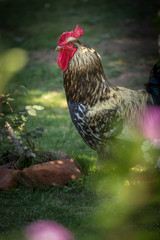 gallo