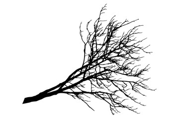 Silhouette of bare branch of chestnut tree. Vector illustration