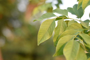 Fototapeta na wymiar Siamese Rosewood Thai green leaves can be used as a background image.