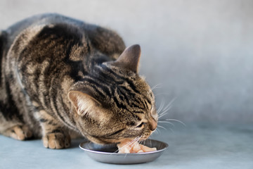 A young cat eats natural chicken meat. Close-up.