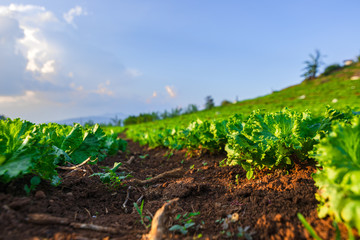 The chinese cabbagevegetable farm field on the mountain. Farm, harvest, agriculture concept.