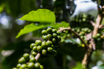 Coffee Plant. Coffee beans growing on a branch of coffee tree. Close up Branch of a coffee tree with ripe fruits.