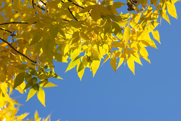 autumn landscape with bright yellow leaves against a blue sky. background for the label