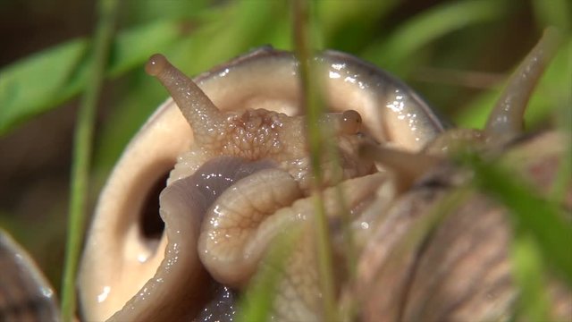 Weinbergschnecken (Helix pomatia) bei der Kopulation