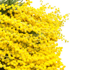 Mimosa flowers on white background, symbol of March 8, happy women's day
