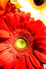 red gerbera flower close-up