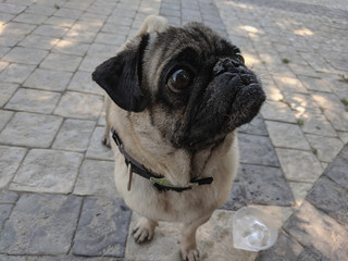 portrait of a cute pug on a walk