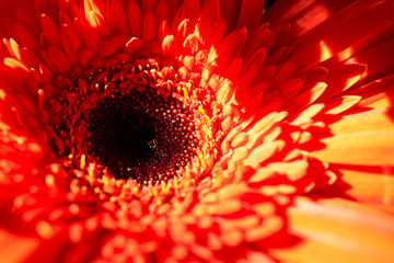 red gerbera flower close-up