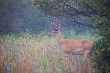 A wild White-tailed deer buck on an early morning fog with velvet antlers in summer in Canada