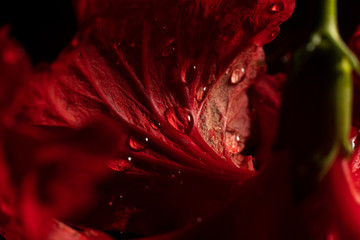 Water drop on red flower after rainy and black background.