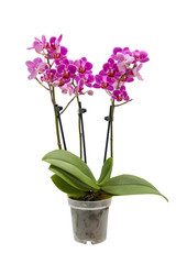 Naklejka na ściany i meble Decorative lilac orchid flower in a pot on a white isolated background