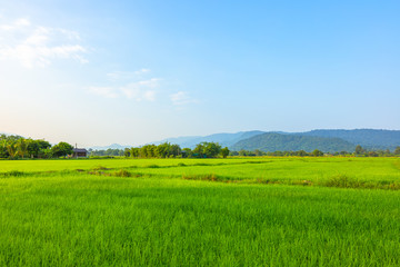 Fototapeta premium Agriculture green rice field under blue sky and mountain back at contryside. farm, growth and agriculture concept.
