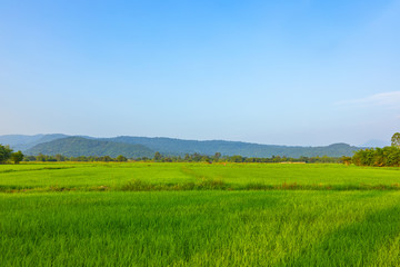 Fototapeta premium Agriculture green rice field under blue sky and mountain back at contryside. farm, growth and agriculture concept.