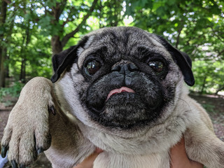 portrait of a cute pug on a walk