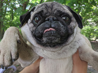 portrait of a cute pug on a walk