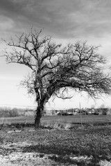 Black and white landscape, bare tree in the field