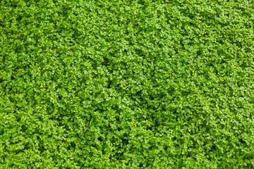 Corsican mint carpet plant, small vibrant green leaves, creeping herb, fresh wild plant texture close up
