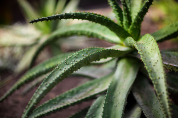 Aloe vera medicinal succulent plant, fresh and wild, thick leaf close up