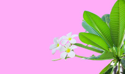 White flowers Plumeria with green leaves isolated on pink background