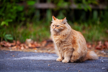 Lonely homeless furry red cat sitting on the street and looking with pride, adorable outdoor pet portrait