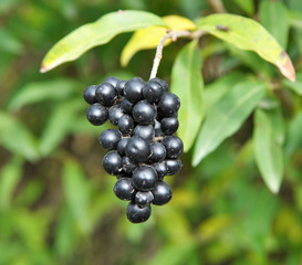Berries are ripe on ordinary privet (ligustrum vulgare).