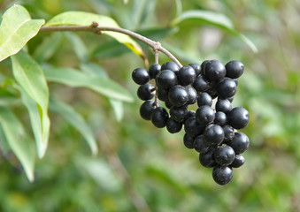 Berries are ripe on ordinary privet (ligustrum vulgare).