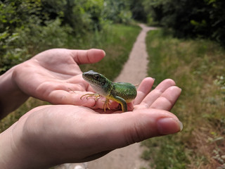  hand green lizard in the hands