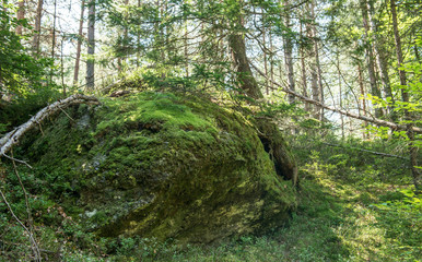 natural forest in europe