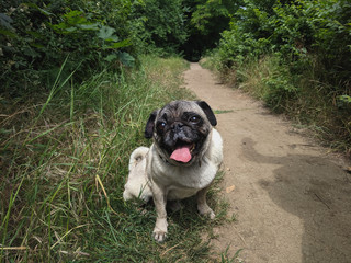 portrait of a cute pug on a walk