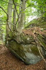 a tree is overgrowing a rock