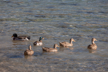 Naklejka premium Mallard duck family floating in the blue sea, six gray bedpans in a row