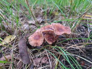 toadstool mushrooms in the wild forest