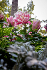 flowers in the garden