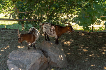 Cabras repousando à sombra das árvores em um dia quente no parque biológico de Gaia, Portugal.