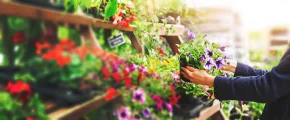 Fotobehang Tuin vrouw plukt petunia bloempot van plank bij tuin plant kwekerij winkel. kopieer ruimte
