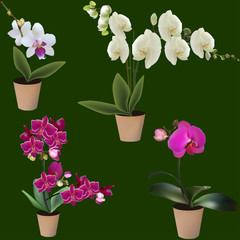 blossoming four orchids in pots isolated on green