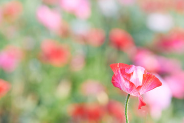 ポピーの花　アップ